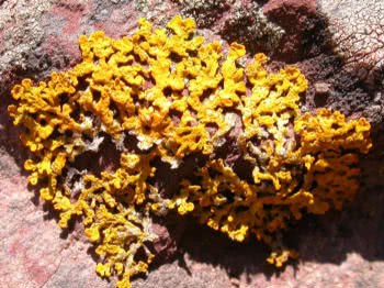 Xanthoria ectanoides